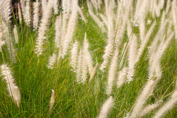 Fountain grass or pennisetum alopecuroides