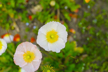 Beautiful poppy flower garden. The Expo 70 Commemorative Park, Osaka, Japan