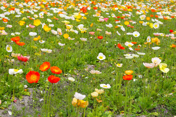 Beautiful poppy flower garden. The Expo 70 Commemorative Park, Osaka, Japan