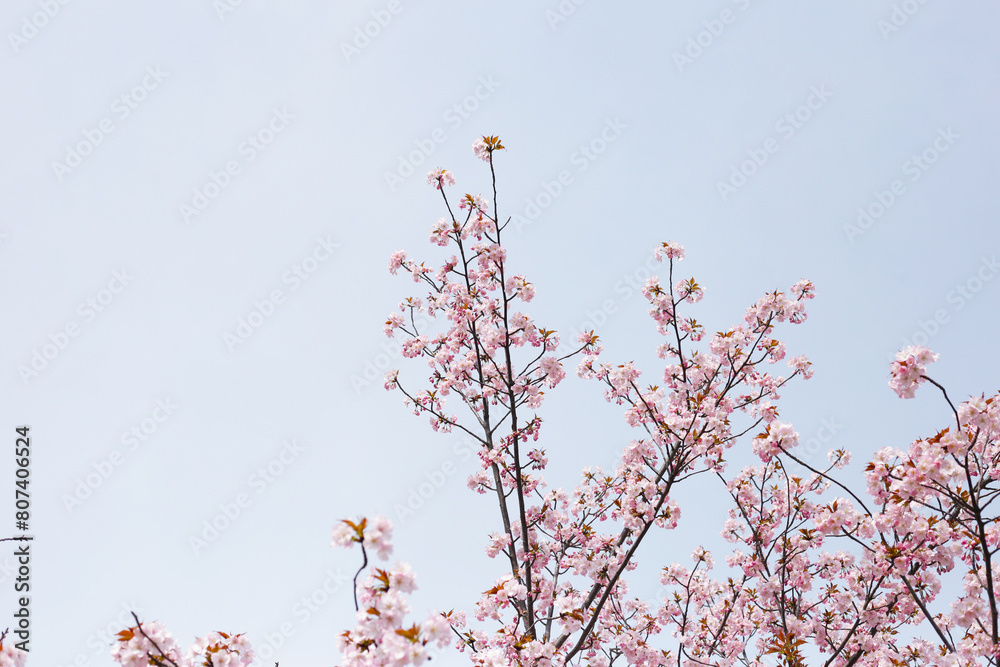 Canvas Prints Branches of sakura flowers, cherry blossom