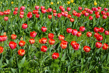 Beautiful tulip flower garden. The Expo 70 Commemorative Park, Osaka, Japan
