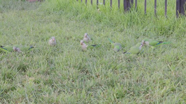 a flock of monk parakeets feeding on grass at the plaza del congreso in buenos aires, argentina