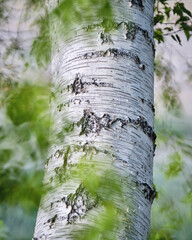 Le betulle bianche della Caldara di Manziana - Roma