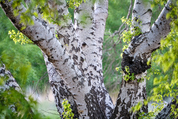 Le betulle bianche della Caldara di Manziana - Roma