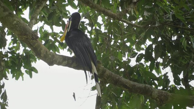 a rear view of a rhinoceros hornbill perched in a rainforest tree and preening its back feathers at gunung leuser national park on sumatra, indonesia