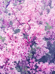 Syringa meyeri 