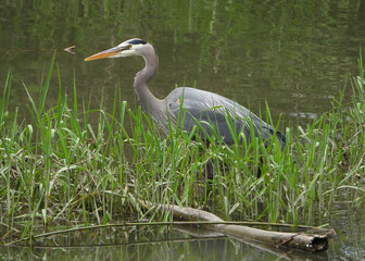 Hunting green waters gra(e)y heron