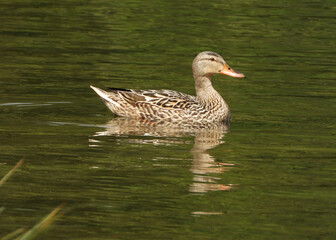 Portrait of Mallard Duck Lady