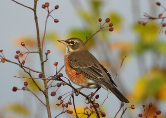 American Red Robin and red berries