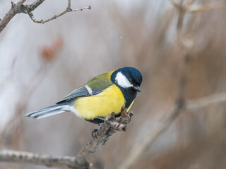 Cute bird Great tit, songbird sitting on the branch with blurred background