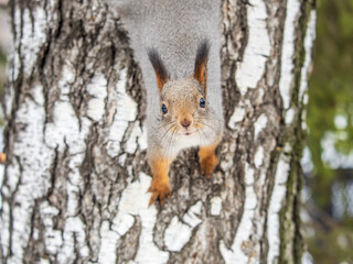 The squirrel with nut sits on tree in the winter or late autumn