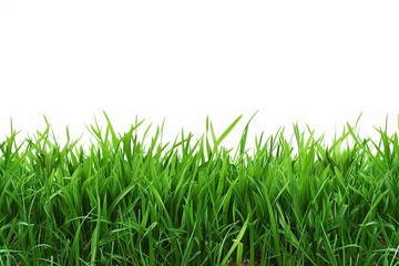 Fototapeta premium A long green grass field with no other objects in the image