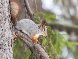 The squirrel with nut sits on tree in the winter or late autumn