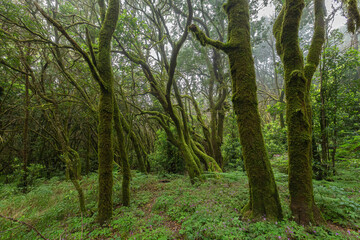 Enchanted forest, Garajonay National Park, La Gomera Island, Canary Islands