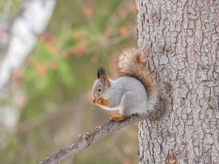 The squirrel with nut sits on tree in the winter or late autumn