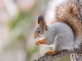 The squirrel with nut sits on tree in the winter or late autumn