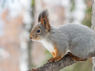 The squirrel with nut sits on tree in the winter or late autumn