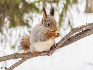 Obraz premium The squirrel with nut sits on tree in the winter or late autumn