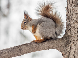 The squirrel with nut sits on tree in the winter or late autumn