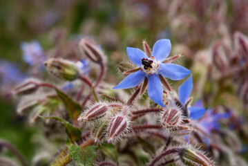 Obraz premium Borage flower