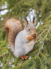 The squirrel with nut sits on tree in the winter or late autumn