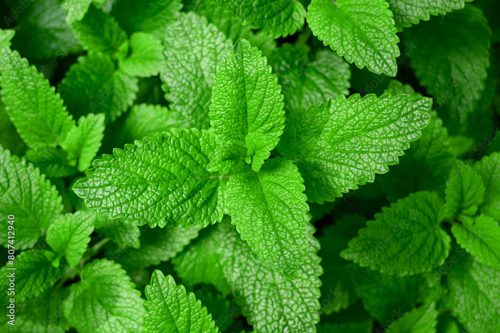 Wall mural Lemon balm  background