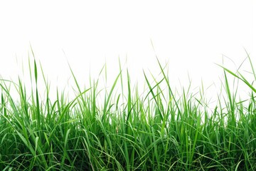 Endless Verdure: A Boundless Field of Green Grass Stretching into Infinity.