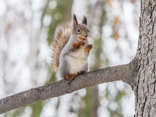 The squirrel with nut sits on tree in the winter or late autumn