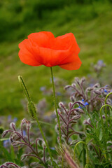 Red poppy flower