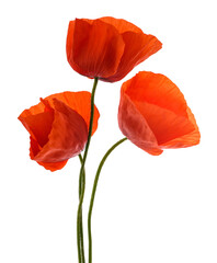 Red poppy flowers