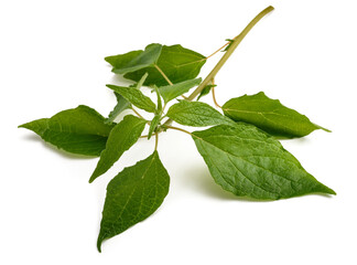 Upright pellitory  plant