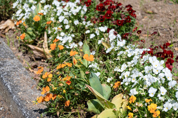 Fototapeta premium 手入れされた美しい花壇