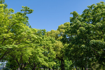 風薫る五月の空と緑