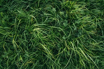 Emerald Majesty: A Macro View of a Serene Green Field of Grass.