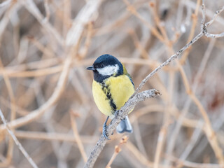 Cute bird Great tit, songbird sitting on the branch with blurred background