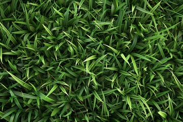 A close up of a green grassy field