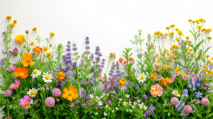 A colorful field of flowers with a white background