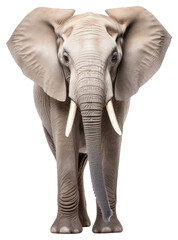 PNG Elephant wildlife animal mammal.