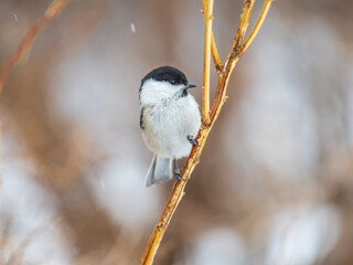Cute bird the willow tit, song bird sitting on a branch without leaves in the winter.