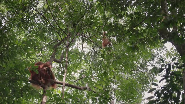 a female orangutan rests on a branch while her baby plays in the rainforest canopy at gunung leuser national park on sumatra, indonesia