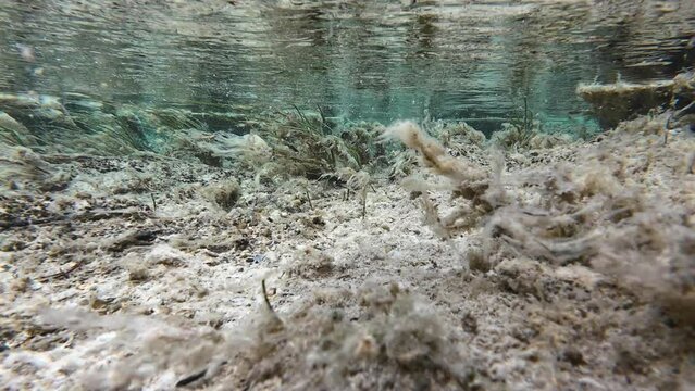Unter- und &Uuml;berwasser Video von einem Fluss mit sich in der Str&ouml;mung bewegende Pflanzen