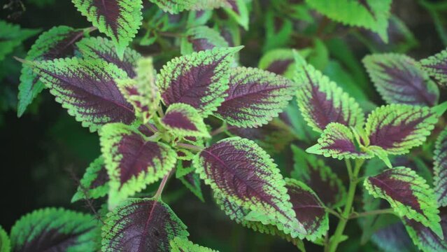 Purple green leaves coleus plant. Focus selected