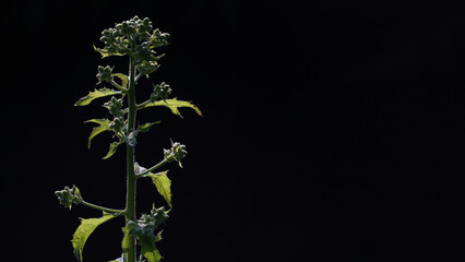 Lambsquarters (Chenopodium album) wild plant. Dark background. Focus selected