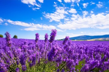 Naklejka premium Vibrant lavender field under a blue sky