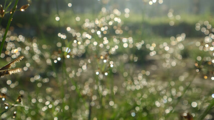 Images of grass, dew, bokeh in the morning for your wallpaper