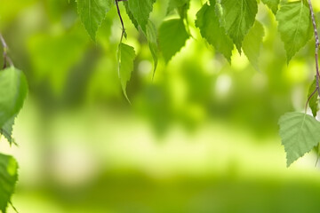Green leaves on a blurred nature background with beautiful bokeh and copy space for text.