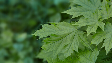 Green leaves on a blurred nature background with beautiful bokeh and copy space for text.