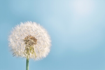 Beautiful plump dandelion against the blue sky on a sunny day