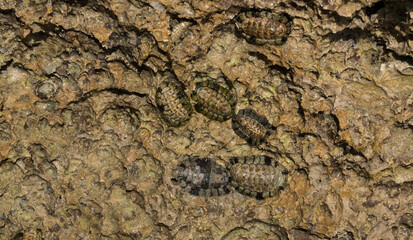 Acanthopleura haddoni, tropical species of chiton. The fauna of the Red Sea. A marine molluscs on a rock.