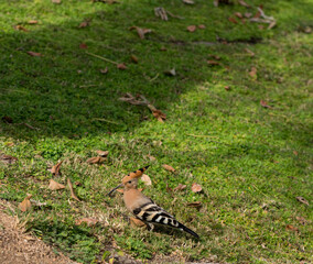 The Eurasian hoopoe (Upupa epops). A wild bird forages for food on a green lawn.